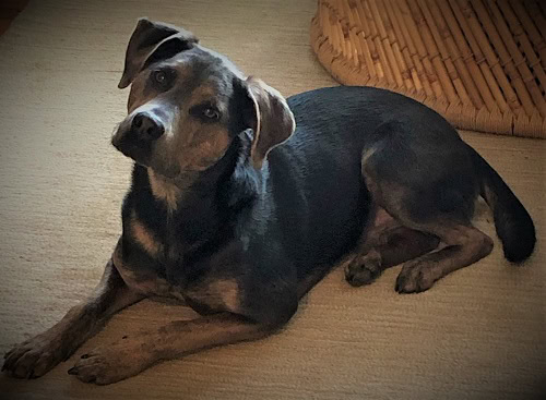 Why does my dog look me in the eye?
